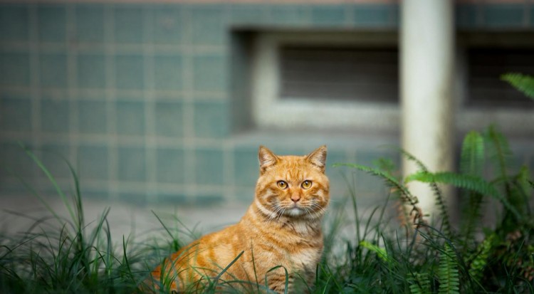 流浪橘猫联合附近超市对路人进行碰瓷这也太聪明了吧