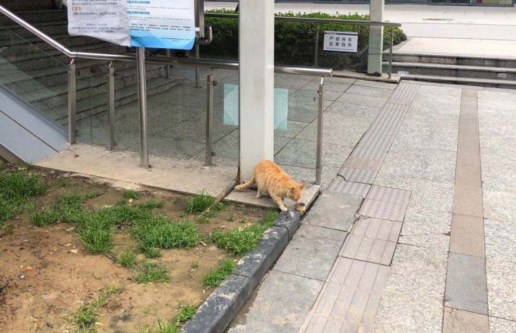 流浪橘猫联合附近超市对路人进行碰瓷这也太聪明了吧