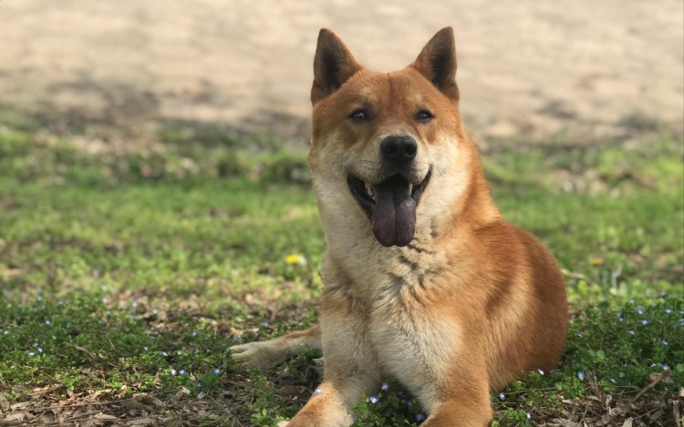 为啥中华田园犬弃“弃养率”越来越高？这几点，太让人心疼了