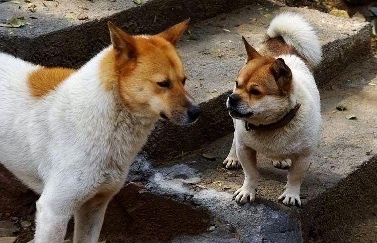 为什么说中华田园犬是最不值钱的狗