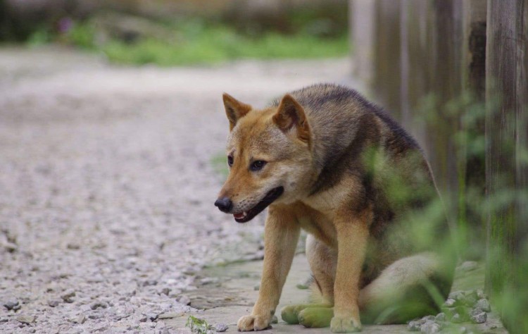 为什么说中华田园犬是最不值钱的狗