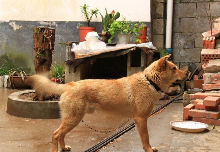 为什么说中华田园犬是最不值钱的狗