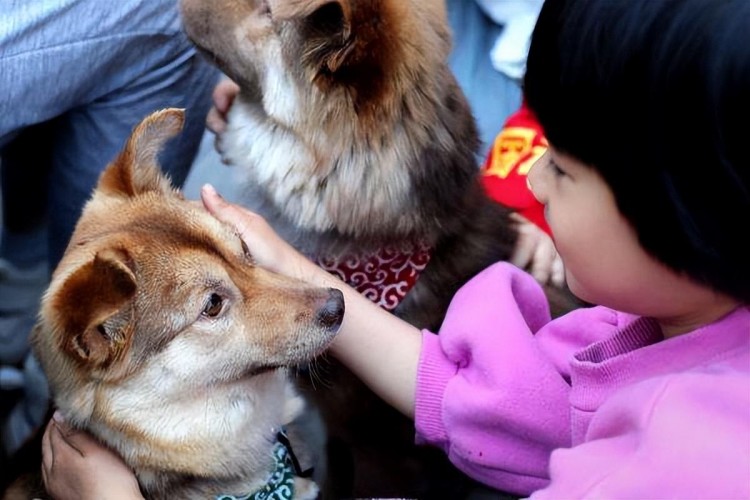 为什么说中华田园犬是最不值钱的狗