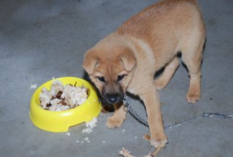 为什么说中华田园犬是最不值钱的狗