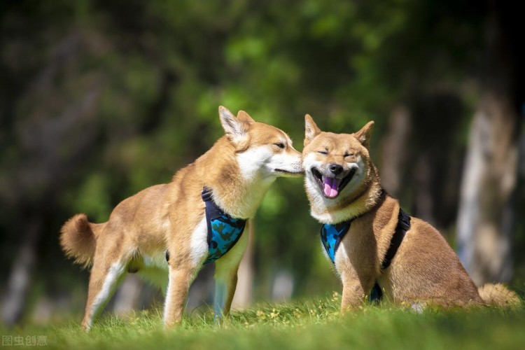 最受欢迎的八种中型犬哪种更得你的欢心