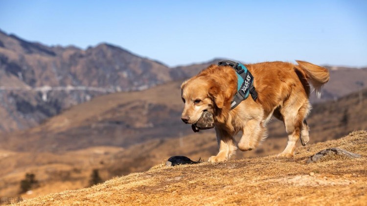 最受欢迎的八种中型犬哪种更得你的欢心