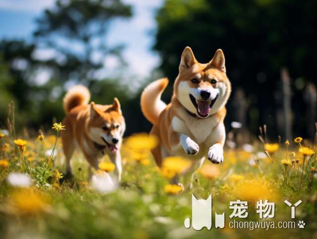 带比熊犬去做美容，没想到接回狗狗时不敢认了：这是我家狗吗？！